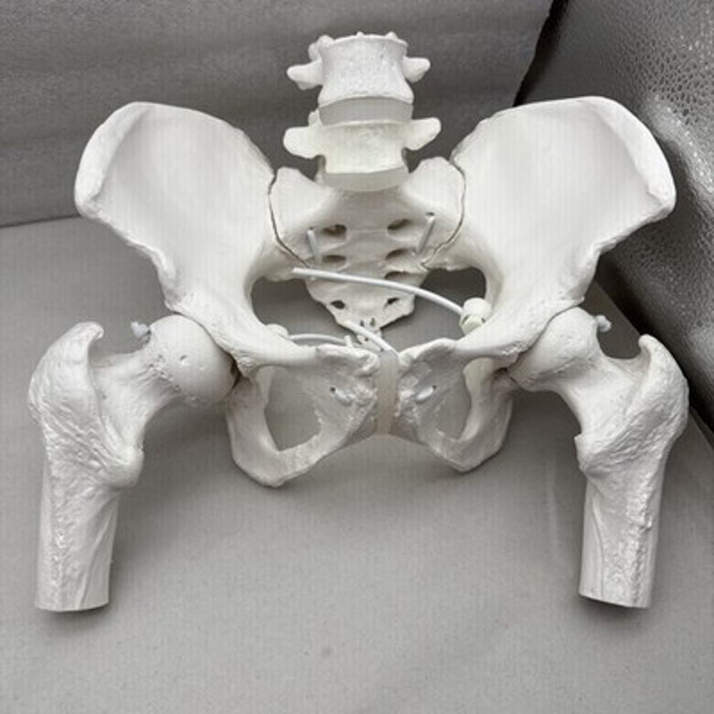 Movable Female Pelvis Model w/Elastic Two Movable Femur Heads and Joints *READ..